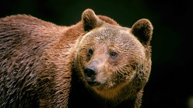The last wild bears of Italy’s Apennine Mountains The last wild bears of Italy’s Apennine Mountains