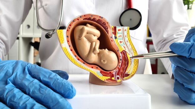 A new lifeline for premature babies? A new lifeline for premature babies?
