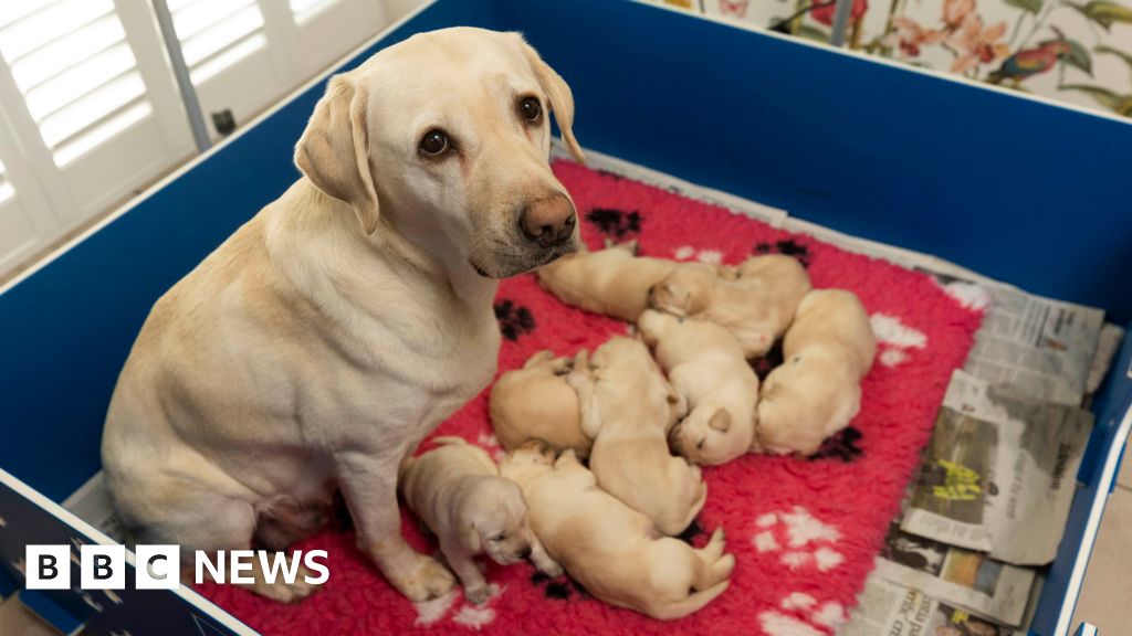 Sylvia delivers next generation of guide dogs Sylvia delivers next generation of guide dogs