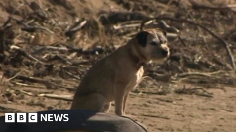 One Somerset woman and her dog are friends for life