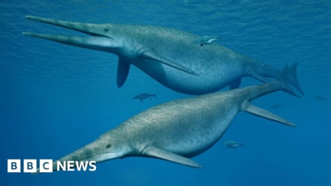 Ancient sea reptile was one of the largest animals ever