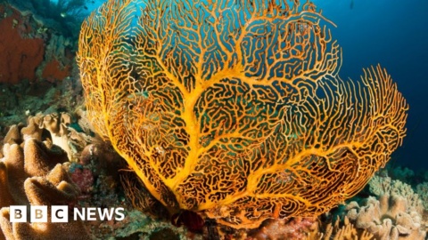 The race to document Australia’s unknown species