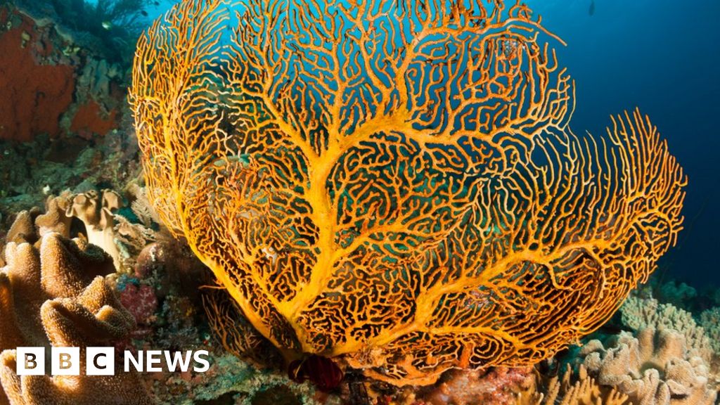 The race to document Australia’s unknown species The race to document Australia’s unknown species