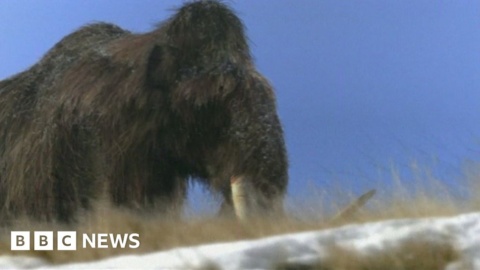 Edinburgh scientists discover mammoth secret in ivory DNA