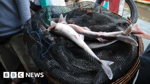 Shark on UK plates highlights trade in endangered species