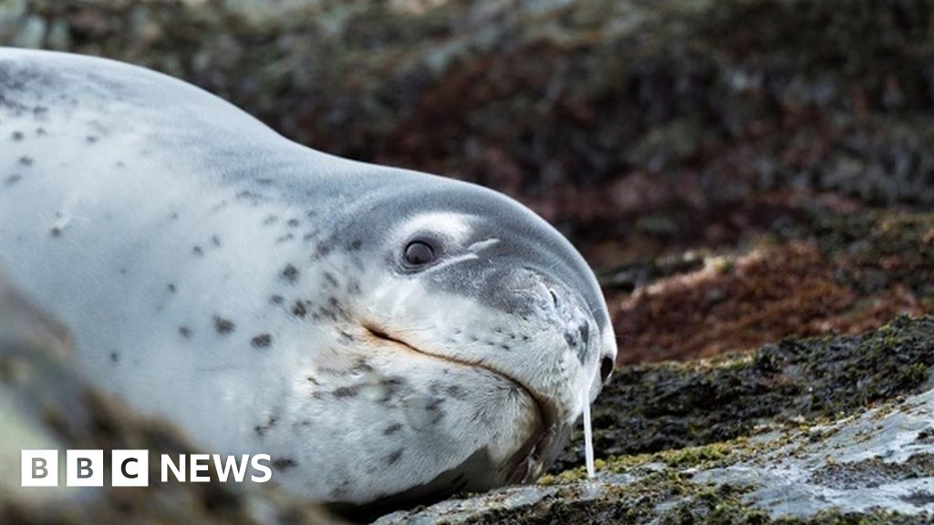Memory stick found in frozen seal faeces in New Zealand Memory stick found in frozen seal faeces in New Zealand