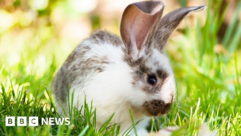 Evidence of rabbits in UK in Roman times, say academics