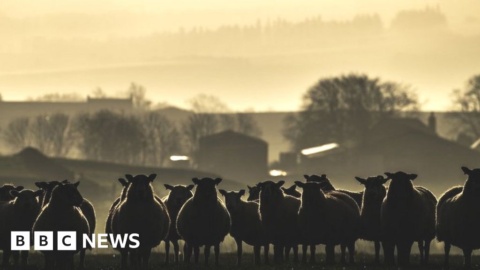 Turning forestry land into farms policy ‘needs urgent review’