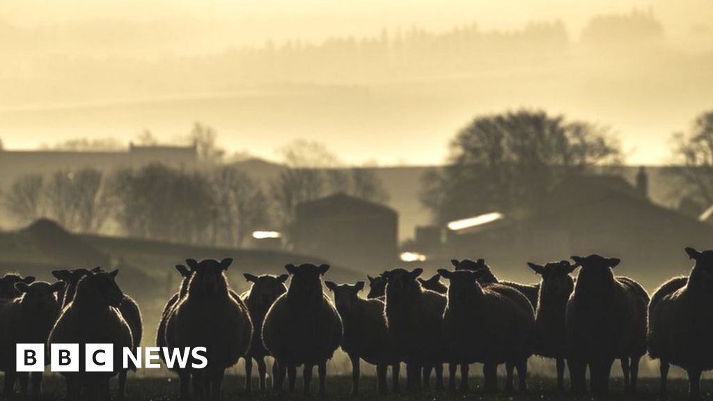 Turning forestry land into farms policy ‘needs urgent review’ Turning forestry land into farms policy ‘needs urgent review’