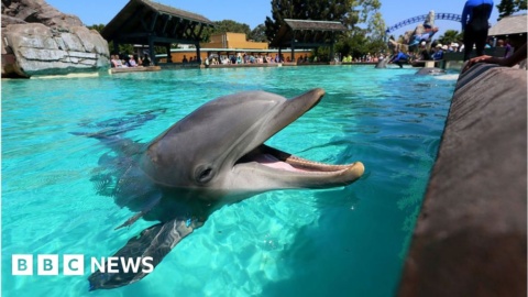 SeaWorld hits back in Virgin Holidays whale tourism row