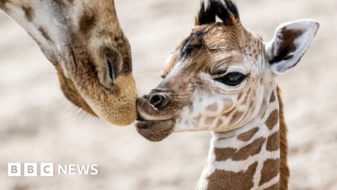 Giraffes given greater protection from unregulated trade as numbers fall