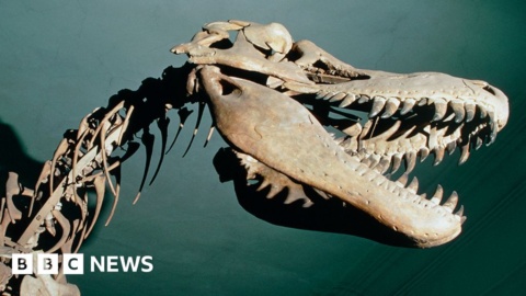Dinosaurs: Restoring Mongolia’s fossil heritage