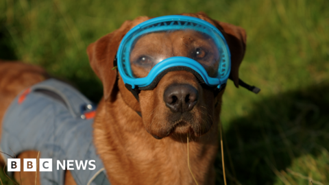 Woody the dog to become a rat catcher on NI island