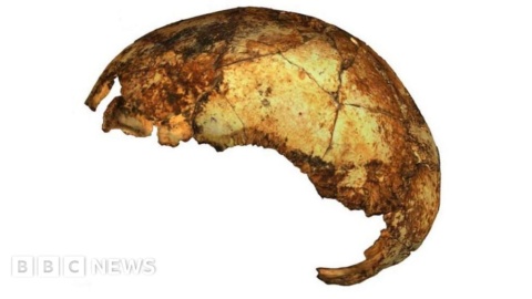 Three human-like species lived side-by-side in ancient Africa