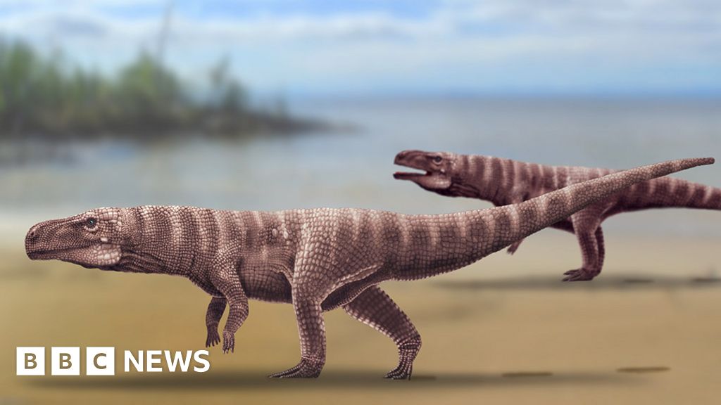 Fossil tracks left by an ancient crocodile that ‘ran like an ostrich’ Fossil tracks left by an ancient crocodile that ‘ran like an ostrich’