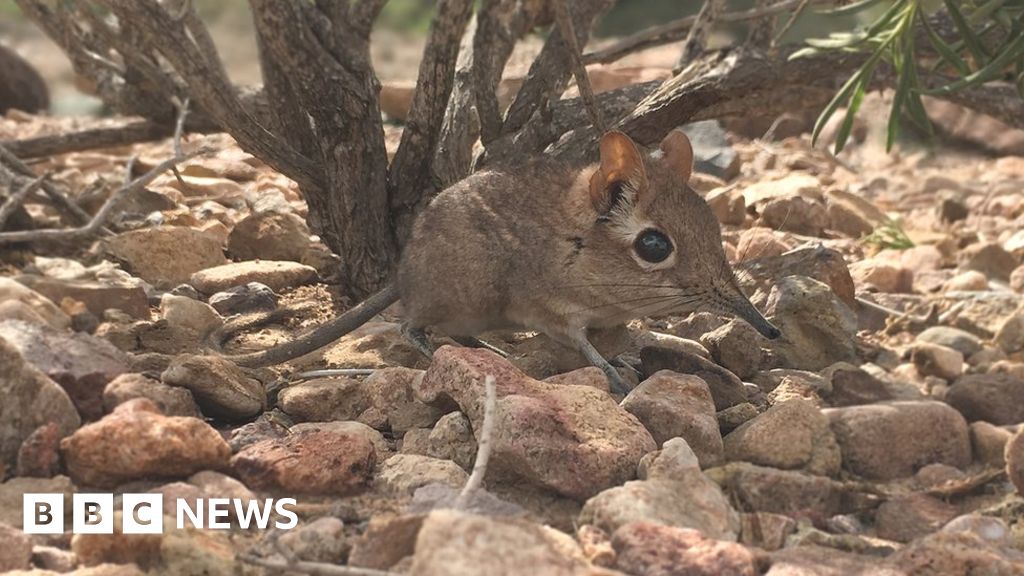 Elephant shrew rediscovered in Africa after 50 years