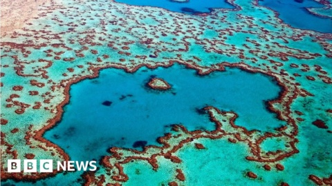 Great Barrier Reef has lost half of its corals since 1995