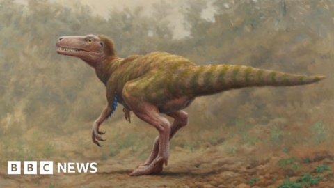 Antrim dinosaur bones ‘belong to different species’