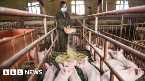 Huawei turns to pig farming as smartphone sales fall
