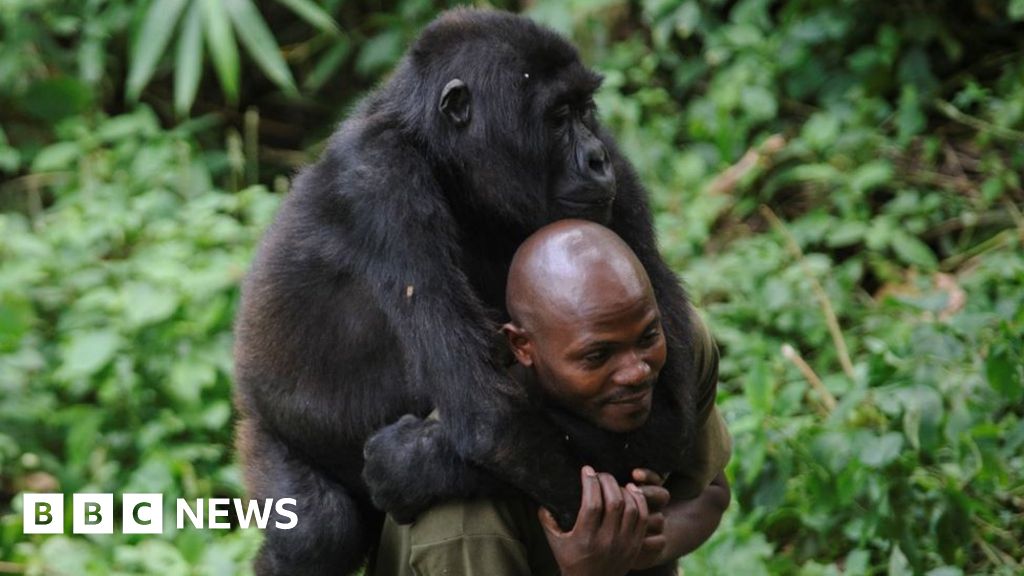 The deadly job of protecting gorillas