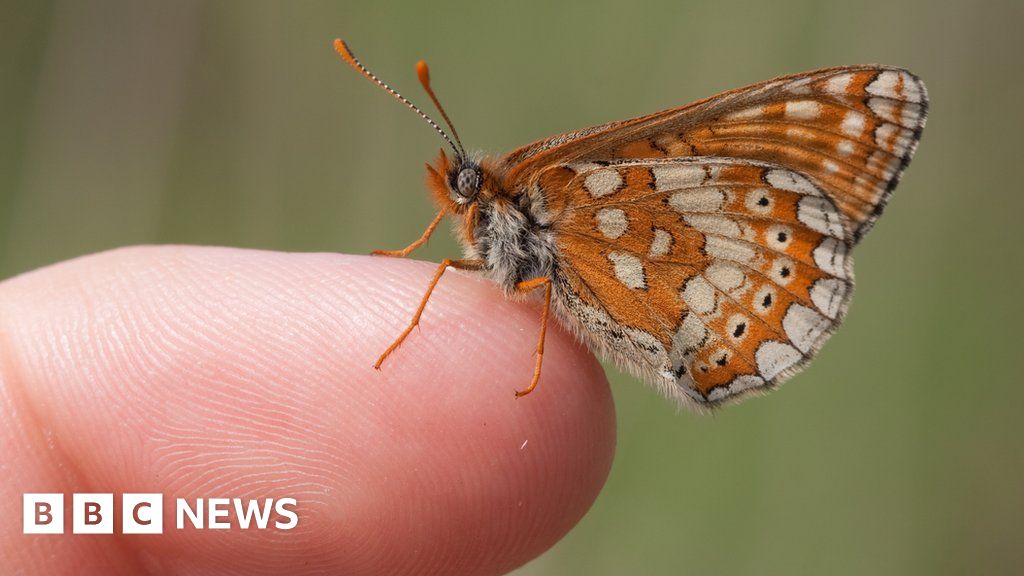 New laws demand to halt Wales’ mass extinction