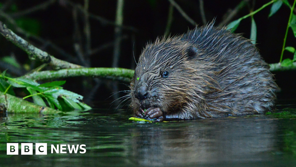 River Avon wild beaver family sighting ‘extremely significant’