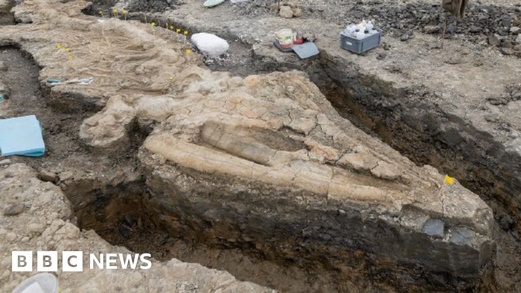 How remarkable ichthyosaur fossil was protected