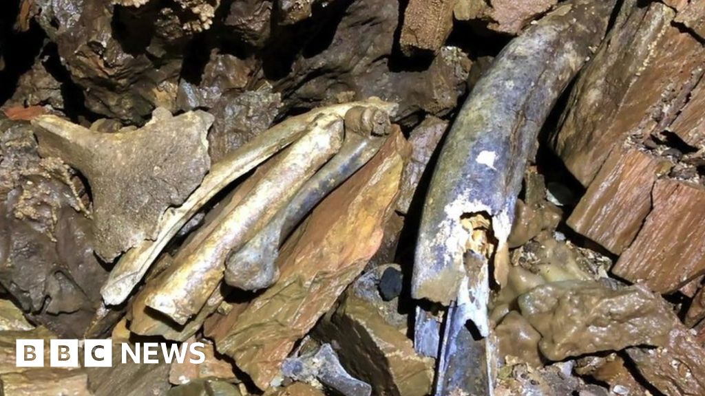 Remains found in cave near Sherford housing development