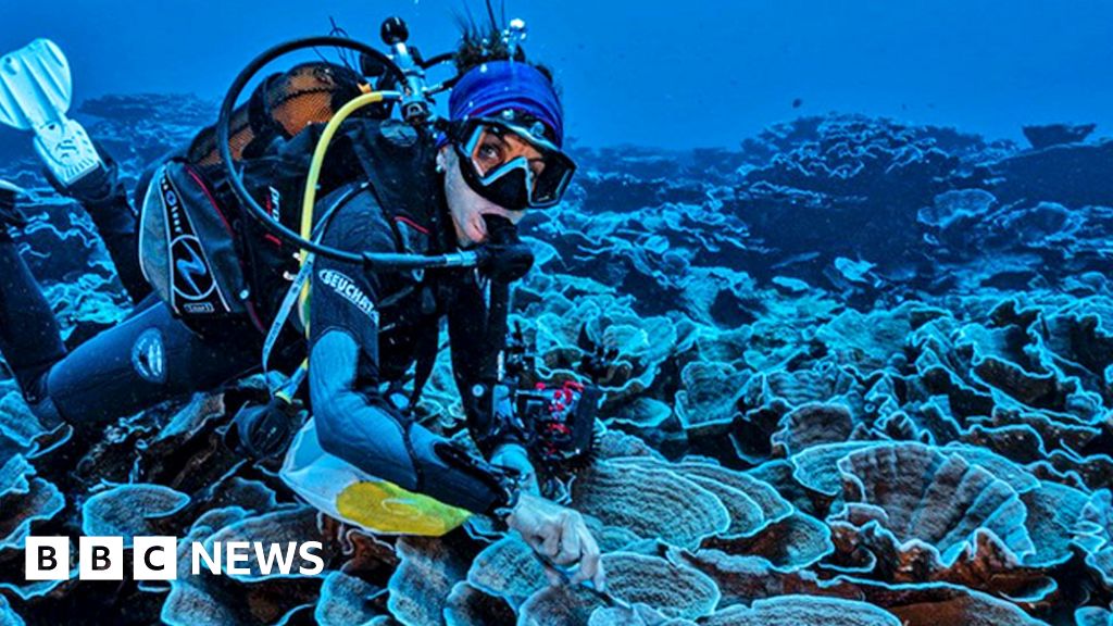 Giant pristine coral reef discovered off Tahiti Giant pristine coral reef discovered off Tahiti