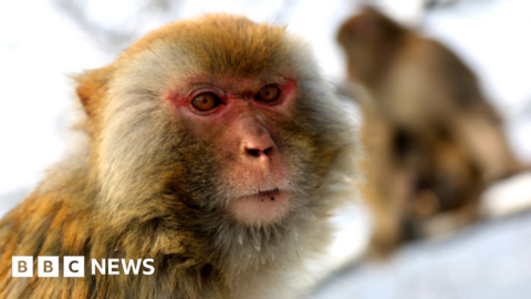 Elon Musk’s brain chip firm denies animal cruelty claims