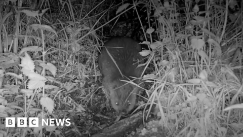 Beaver born in Dorset for first time in 400 years