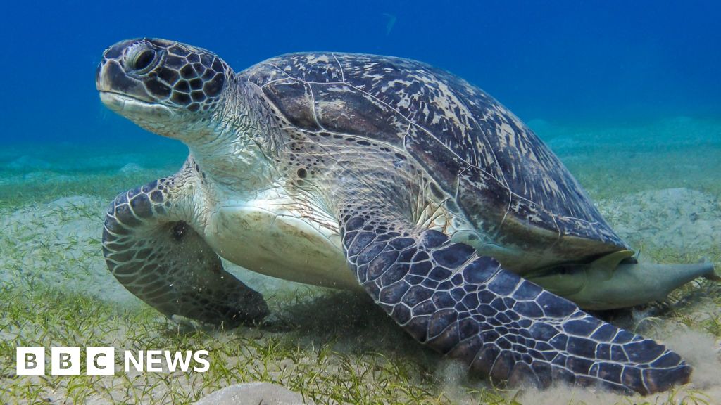 Secret communication of sea animals discovered Secret communication of sea animals discovered