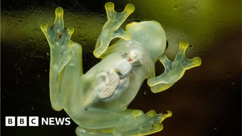 Scientists find secret to how glass frogs turn transparent