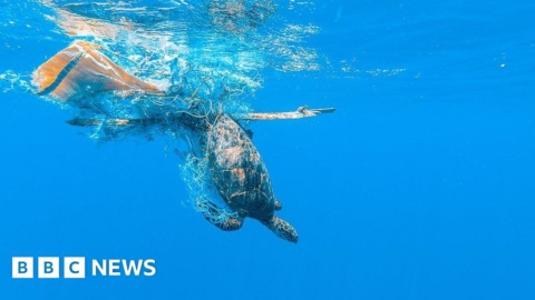 The man who first discovered plastic in the ocean