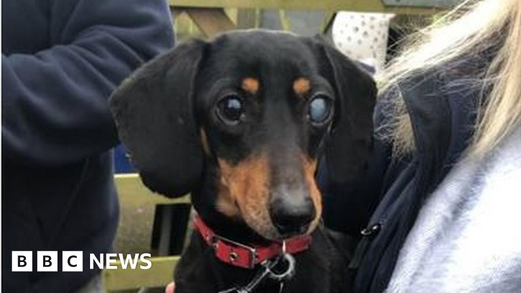 ‘Sausage dogs’ gather at RSPCA St Columb to help rescue dog ‘Sausage dogs’ gather at RSPCA St Columb to help rescue dog