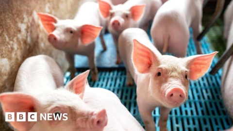 How much manure do NI factory farms produce?