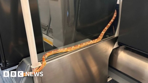 Snake on a train shocks passengers heading to Leeds