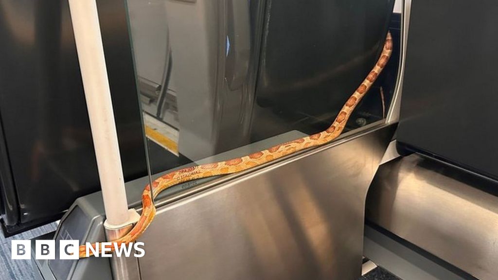 Snake on a train shocks passengers heading to Leeds Snake on a train shocks passengers heading to Leeds