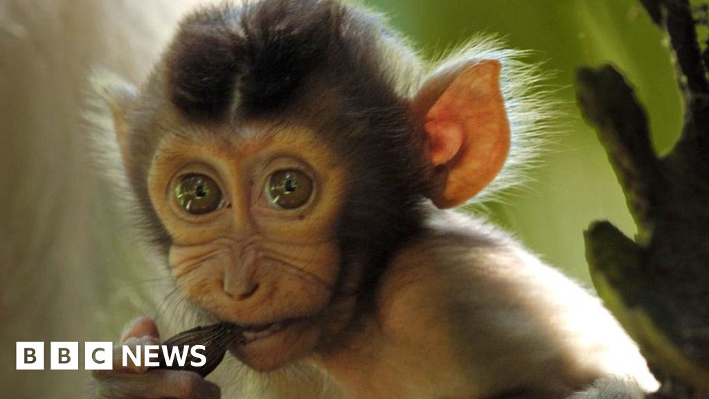 Mammals battle for life in new David Attenborough series Mammals battle for life in new David Attenborough series