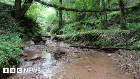 Worcestershire Wildlife Trust seeks £470k to protect ancient woodland