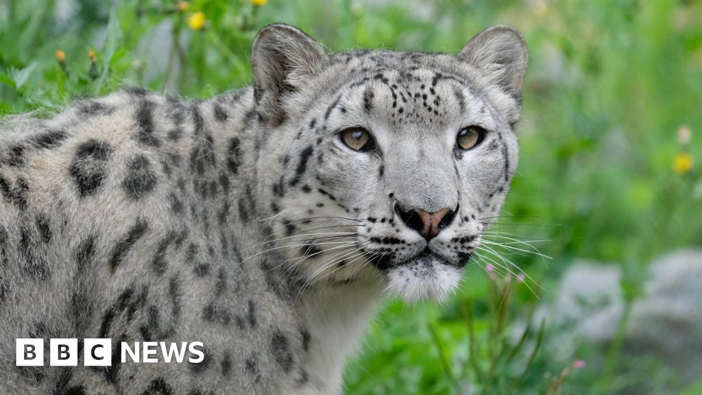 Banham Zoo snow leopard ‘finding her feet’ following transfer Banham Zoo snow leopard ‘finding her feet’ following transfer