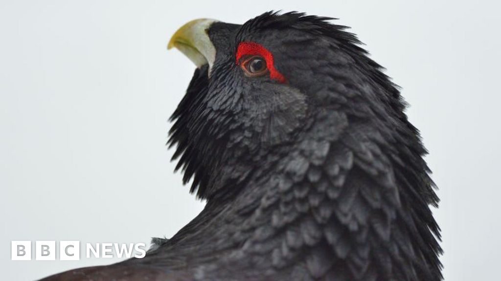 Emergency plan to save capercaillie from extinction Emergency plan to save capercaillie from extinction