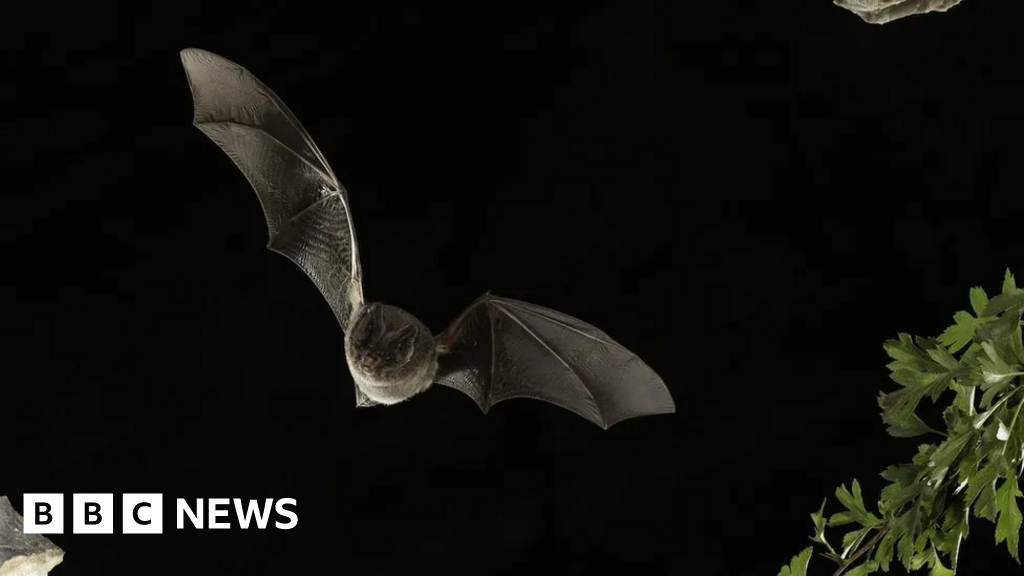 Norwich Western Link road would ‘destroy’ bat population Norwich Western Link road would ‘destroy’ bat population