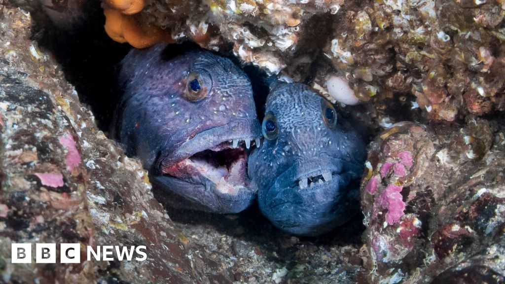 Berwickshire volunteers protect underwater creatures for 40 years Berwickshire volunteers protect underwater creatures for 40 years