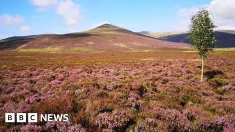 Bid to buy Cumbrian mountain for Skiddaw Forest nature reserve