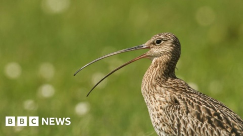 Breeding curlews return to Trasna Island