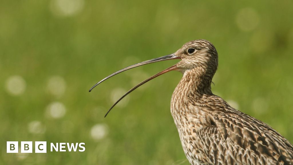 Breeding curlews return to Trasna Island