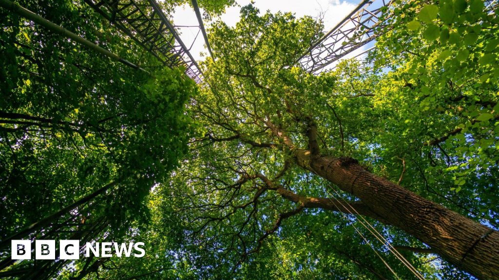 Mature trees offer hope in world of rising emissions Mature trees offer hope in world of rising emissions