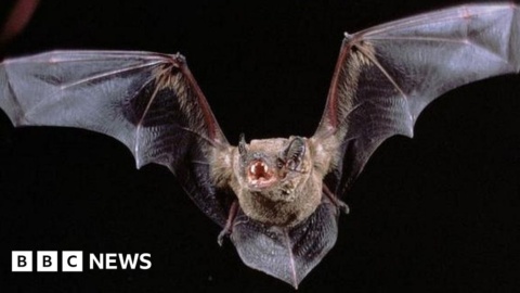 Norwich NDR bat bridges ‘are not working’