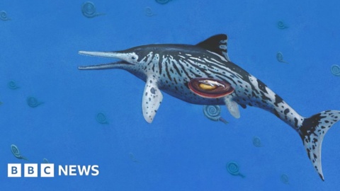 ‘Sea dragon’ fossil is ‘largest on record’
